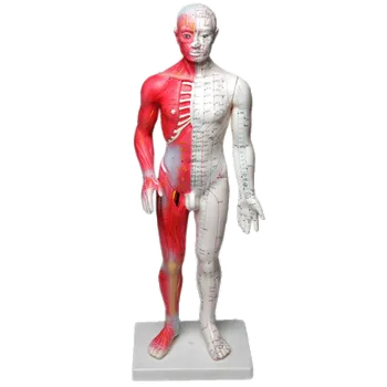 Masážní přístroj Akupunkturní model člověka Muž 60cm TCM Bohemia