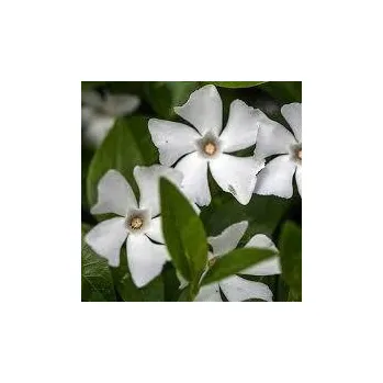 Sazenice Vinca minor Alba 8/10 cm