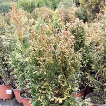 Sazenice Thuja plicata Copper Kettle 40/60 cm