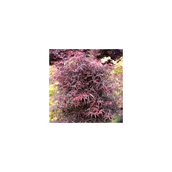 Sazenice Acer palmatum Hubb´s Red Willow 40/50 cm