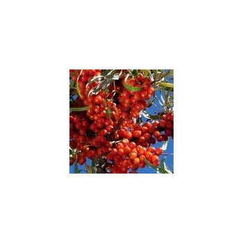 Sazenice Hippophae rhamnoides Krasavice 40/60 cm
