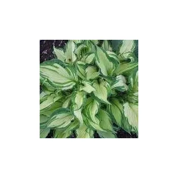 Sazenice Hosta Albopicta