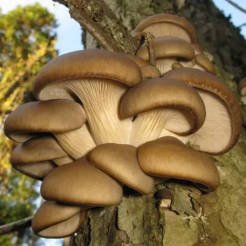 Zaparkorun - Sadba hub - hlíva ústřičná - sadba hub