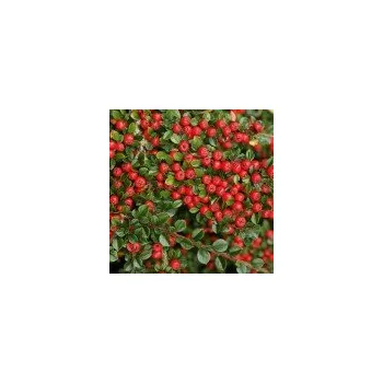 Sazenice Cotoneaster horizontalis 20/25 cm