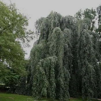 Sazenice Fagus sylvatica Pendula 200/250 cm, 2 ks skladem