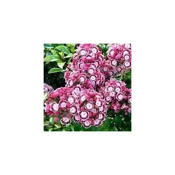 Sazenice Kalmia latifolia Bandeau 30/40 cm