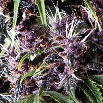 Semeno Pyramid Seeds Auto Purple Balení: 1ks