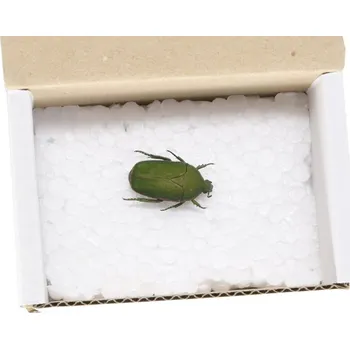 PourArt Zlatohlávek Pachnoda Prasina