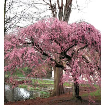 Sazenice Višeň chloupkatá ´PENDULA PLENA ROSEA´ na kmínku 150 cm, kont. 12 l