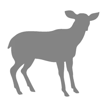 Samolepící dekorace SAMOLEPKA Srna 001 pravá (17 - šedá) NA AUTO, NÁLEPKA, FÓLIE, POLEP, TUNING, VLASTNÍ TEXT, TISK, AUTOSAMOLEPKY.cz, POLEPY, OBRÁZEK, LOGO, SAMOLEPKY