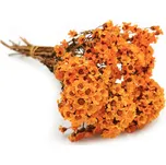 mech-mech.cz Sušená Oxodia - oranžová