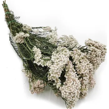 mech-mech.cz Stabilizovaný Ozothamnus Diosmi - Bílý