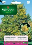 Vilmorin Premium liliovník…