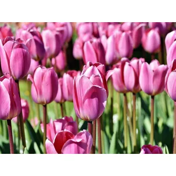 Semeno Tulipán Barva květu: Růžová