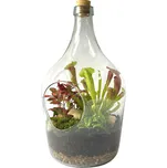 Gardners Skleněné terárium demižon otevřený z recyklovaného skla, 5l - osázené vlhkomilně