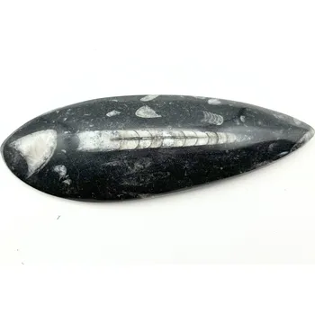 Sběratelství Magieprirody.cz Fosilie Orthoceras 150 mm (Maroko) #K744