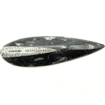 Sběratelství Magieprirody.cz Fosilie Orthoceras 140 mm (Maroko) #K731