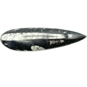 Sběratelství Magieprirody.cz Fosilie Orthoceras 165 mm (Maroko) #K696