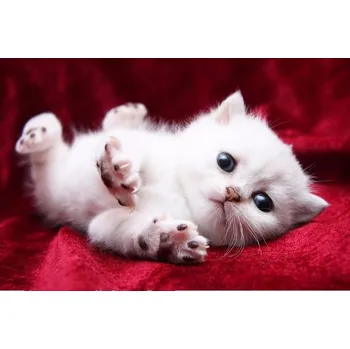 Diamantové malování Diamantové malování - Bílé kotě - č. 400 40x50 cm