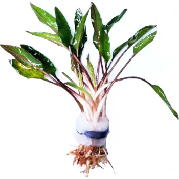 Akvarijní rostlina Kryptokoryna wendtii - svazek (Cryptocoryne wendtii)