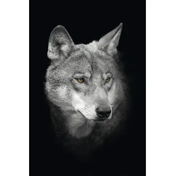 Obraz Obraz na plátně CAN 60x90 cm vlk