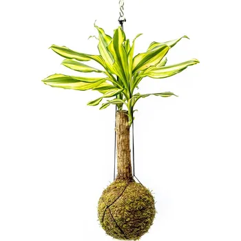 Gardners Kokedama Dracaena fragrans kmen mix (L) Dracéna vonná, dračinec