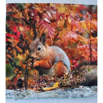 Povlak na dekorativní polštářek Povlak na polštářek Fotopolštář Veverka 03