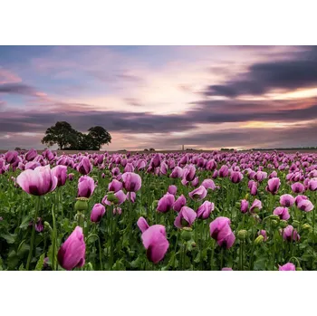 Tapeta Vliesová fototapeta na zeď Rasch 363456, Magic Walls, velikost 3,71 x 2,65 m