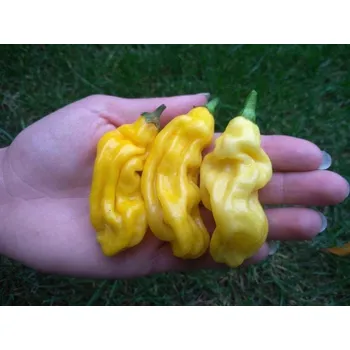 Semeno chilli-semena Malaysian Goronong