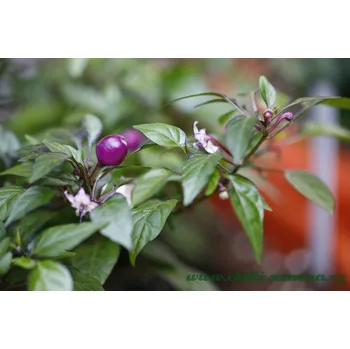 Semeno chilli-semena Purple Prince