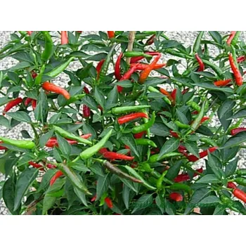Semeno chilli-semena Thai Dragon Chilli