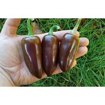 Semeno chilli-semena chilli paprička Jalapeno Brown