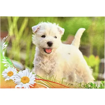 Pohlednice pes - Maltézský psík