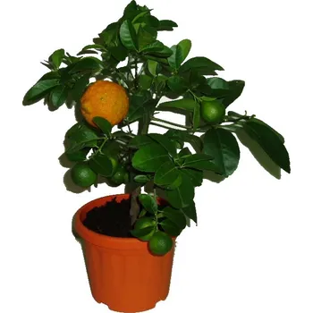 Sazenice Citronovník Rangpur - Červená limeta