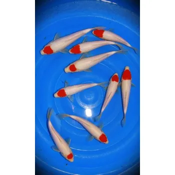 Krmivo pro rybičky AKC_IM2005_JK2022B04