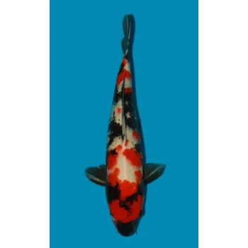 Krmivo pro rybičky VHQ Showa Sanshoku ... JK 20150083