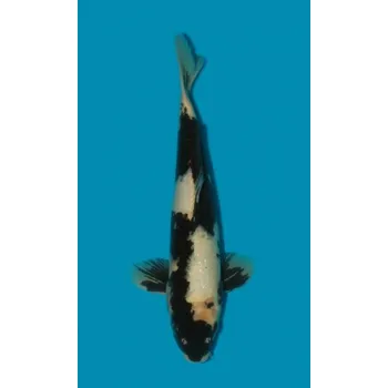 Krmivo pro rybičky Shiro Utsuri ... JK 20210004