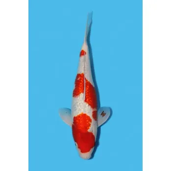 Krmivo pro rybičky VHQ Gin Rin Goshiki JK 20150334