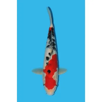 Krmivo pro rybičky VHQ Tategoi Taisho Sanshoku JK 20150166