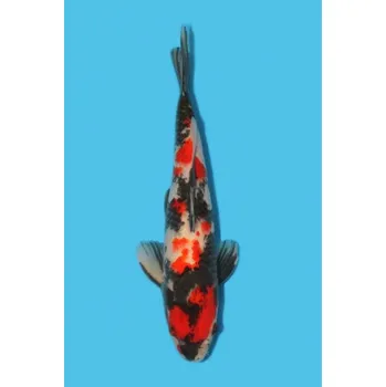 Krmivo pro rybičky VHQ Showa Sanshoku JK 20150089