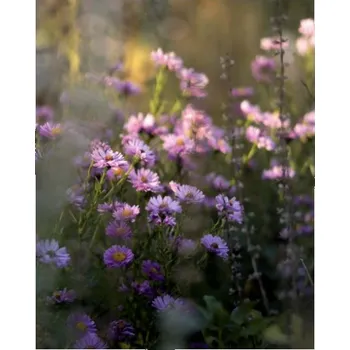 Obraz Fotoplátno 3:4 s potiskem Hvězdnice