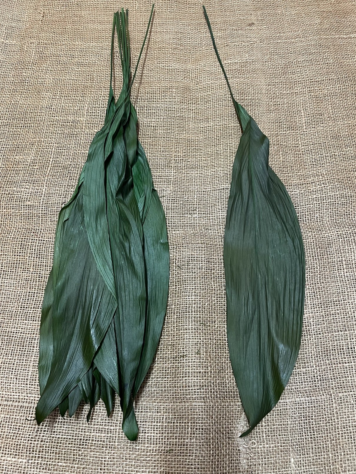 Aspidistra listy 10 kusů zelená stabilizované