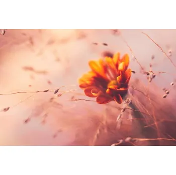 Plakát Plakát, Obraz - Ethereal looking ornamental grass with orange dahlia, CatLane
