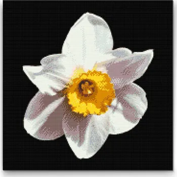Diamantové malování Diamantové malování - Květ narcisu Velikost: 50x50cm, Rámování: Pouze srolované plátno, Diamanty: Kulaté