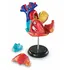anatomický model Learning Resources Anatomický model srdce