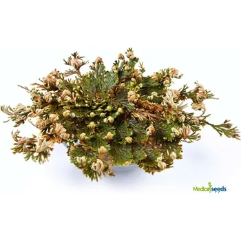 umělá květina Růže z Jericha - dárkové balení 1 ks