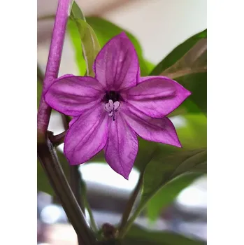 Rybářský háček Jalapeño Purple 10ks (balení 10)