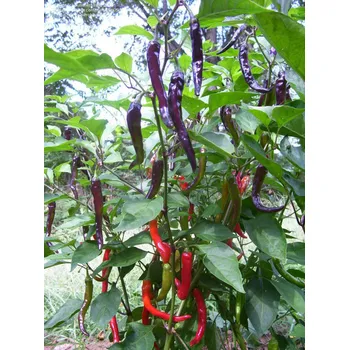 Rybářský háček Cayenne Purple 10ks (balení 10)