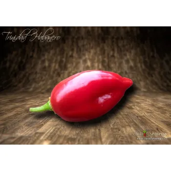 Semeno chilli-semena Trinidad Habanero