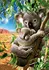 Puzzle Educa Koala s mládětem 500 dílků